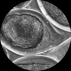 Neural (CNS)